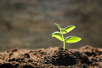 Young plant with green leaves growing from soil outdoors, closeup. Space for text