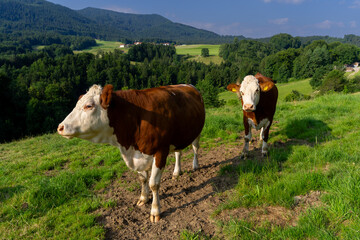 Kuhweide mit Kühen in Bayern mit blick in die Berge und Natur