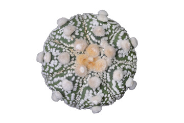 Top view of Astrophytum asterias ISW mixed Hanazono isolated on transparent background png file