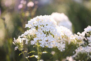 Beautiful white Phlox flowers blooming outdoors, closeup