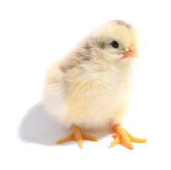 One cute fluffy chick on white background