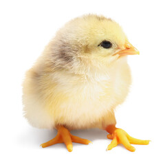 One cute fluffy chick on white background