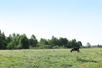 Beautiful cow grazing on green grass in countryside. Space for text