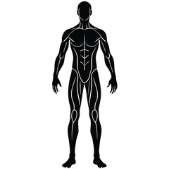 Fototapeta premium Black silhouette of a muscular male body with white anatomical lines