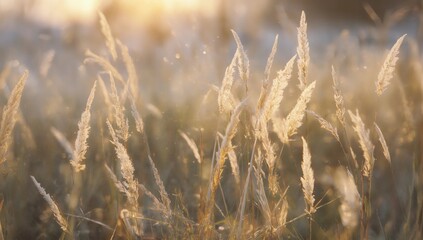 Fototapeta premium Art abstract natural background; summer sunny meadow