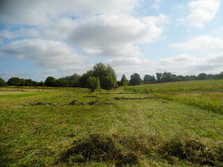 Green field with freshly mowed grass, trees on the horizon under a cloudy sky with sunlight
