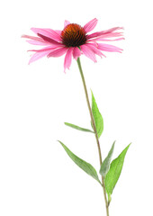 Beautiful pink Echinacea flower isolated on white