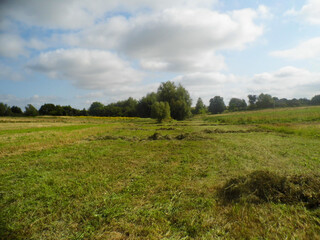 Mowed green field with a group of trees in the middle, under a sky with white clouds