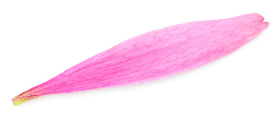 One beautiful Echinacea petal isolated on white