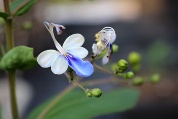 Blue Butterfly Clerodendrum Flower, Clerodendrum Ugandense, also known as Faa Pratan Porn Flower for Garden, Ornamental Plant, and Natural Wellness Design