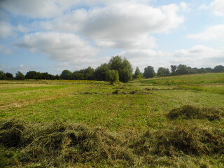 Mowed green field with solitary trees and bushes under a blue sky with white clouds