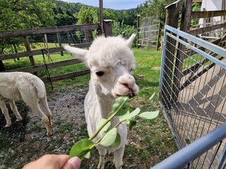 Ein wei&szlig;es Alpaka