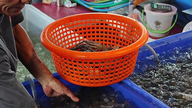 live shrimp in fiber pond