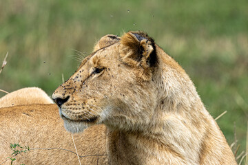 Close-up portrait of a lioness in the African savanna, captured in daylight to reveal the scars, flies, and resilience that symbolize survival and strength in the wild.