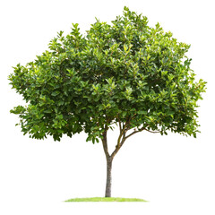 Obraz premium Culantro Tree isolated on transparent background
