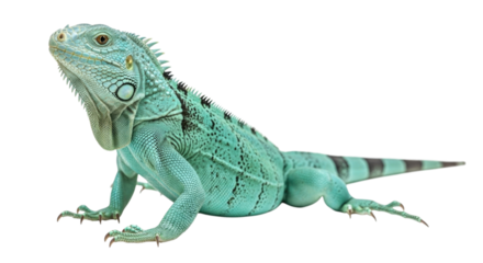 Green Iguana Lizard with Spikes and a Striped Tail cutout isolated on transparent bg, png