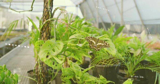 AR overlays materializing around butterfly on perforated leaf, scanning tropical foliage structure
