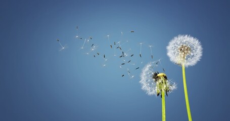 Obraz premium Dandelion flower with seeds blowing in the wind