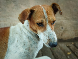 Close-Up of a Brown and White Dog with Gentle Expression
