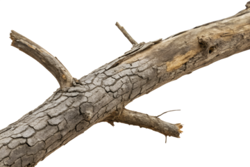 Gnarly tree branch isolated on white background