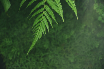 green fern leaves