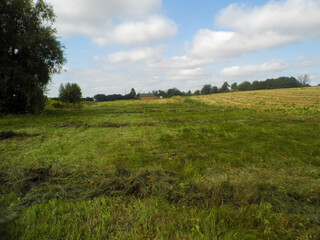 Mowed green meadow under a blue sky with white clouds, trees and a field on the horizon.