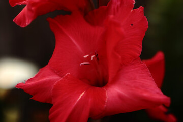 A bright red gladiolus flower, taken in close-up. The stamens and pistil are clearly visible in the photo