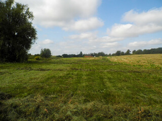 A green meadow under a blue sky with a few clouds, solitary trees on the horizon.