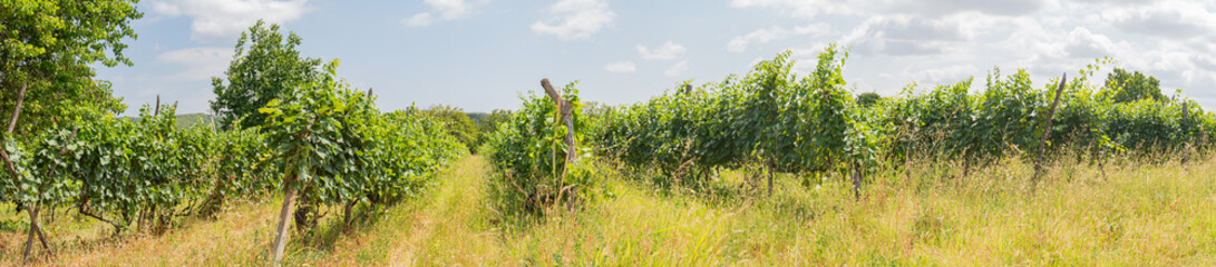 Naklejka premium Panorama of vineyards on a bright sunny day