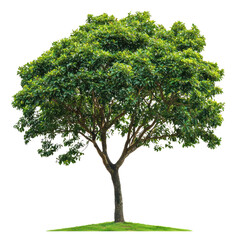 Obraz premium Rain Tree Tree isolated on transparent background