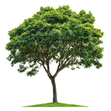 Rain Tree Tree isolated on transparent background