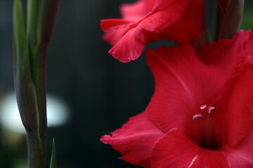 A large red flower located on the right in the photo. On the left in the photo, the stem of another unopened flower is visible
