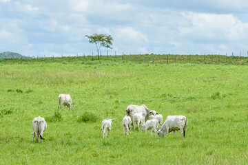 Nelore Cattle Grazing in Green Pasture in Jacaraú, Paraíba, Brazil