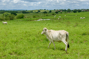 Fototapeta premium Nelore Cattle Grazing in Green Pasture in Jacaraú, Paraíba, Brazil
