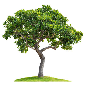 Gliricidia Tree isolated on transparent background