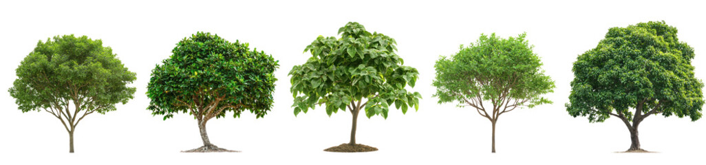 Obraz premium Patchouli Tree isolated on transparent background
