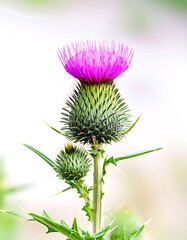 A vibrant pink thistle flower stands out against a soft, blurred background.