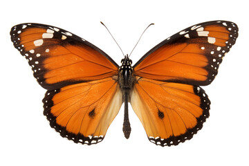 Fototapeta premium Orange monarch butterfly isolated on white background