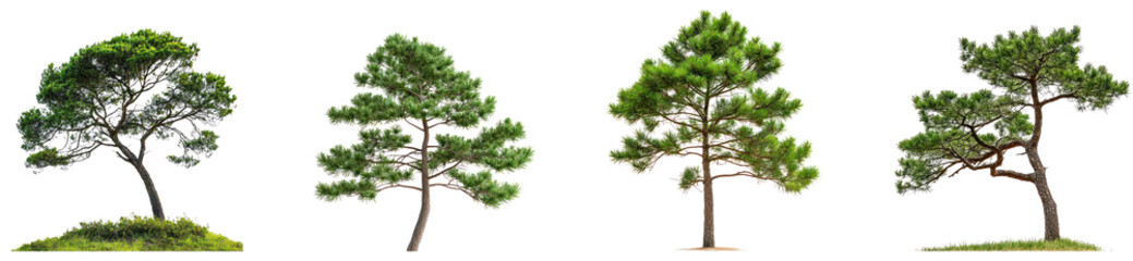 Screw Pine Tree isolated on transparent background