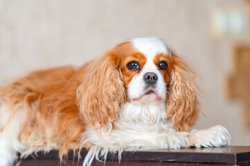 Cavalier King Charles Spaniel dog sitting on a chair in a cozy room	
