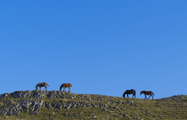 Horses in the Urbasa and Andia Natural Park, Navarre