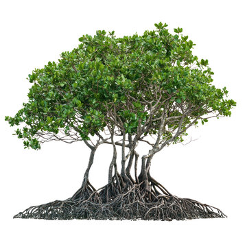 Mangrove Tree (Rhizophora spp isolated on transparent background