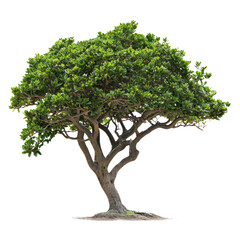 Seaside Mahoe Tree isolated on transparent background
