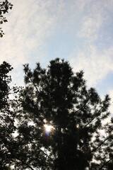 sunset in the forest