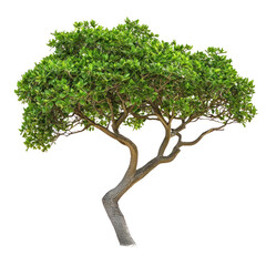 Beach Naupaka Tree isolated on transparent background