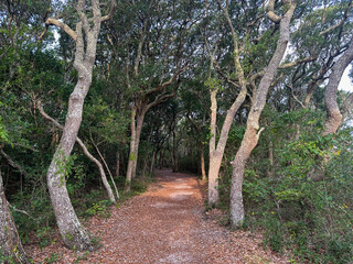 A peaceful woodland path winds beneath tall, twisting live oak trees, forming a natural canopy of green leaves. This tranquil forest trail is perfect for themes of hiking, nature