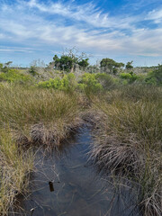 A quiet coastal marsh with tall grasses and still water reflecting the sky. The scene captures the natural beauty of wetland habitats, ideal for themes of ecology, conservation, 