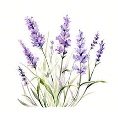 Obraz premium The illustration shows a cluster of lavender blossoms with long, slender stems and leaves, rendered in a soft watercolor style against a white background.
