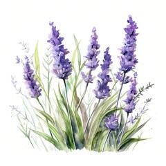 Naklejka premium The illustration shows a cluster of purple lavender blossoms surrounded by green leaves and stems against a white background.