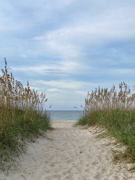 A peaceful sandy path winds through tall sea oats and coastal grasses, opening to a calm ocean horizon beneath a soft blue sky. A serene coastal landscape ideal for themes of relaxation, nature,